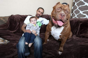 Monster pit bull o imieniu hulk